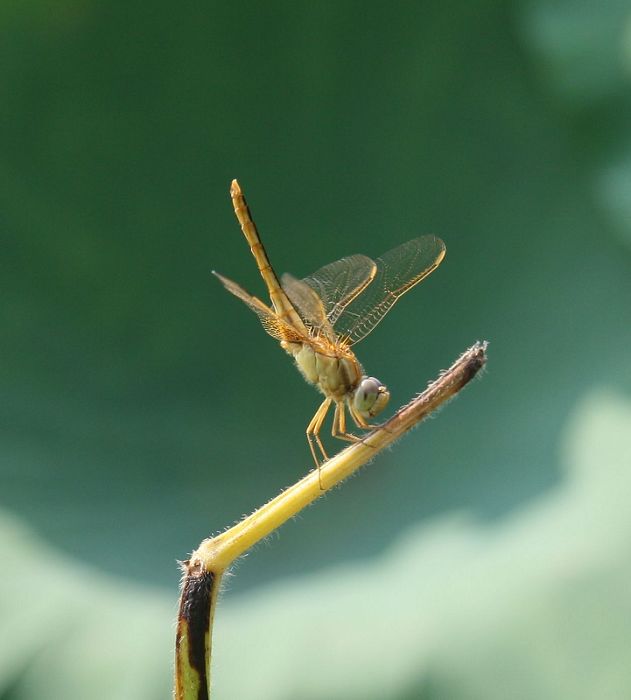 蜻蜓 摄影 云明斋