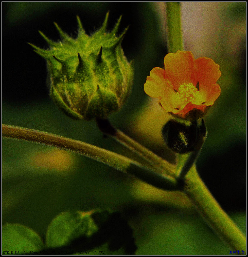 花小果实大 摄影 鹰眼穿空