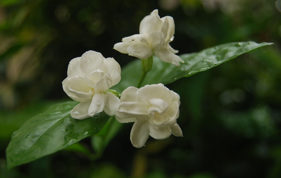 茉莉花 摄影 云山西河