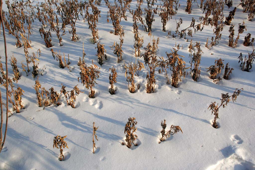 雪域.森林 摄影 钝刀老李