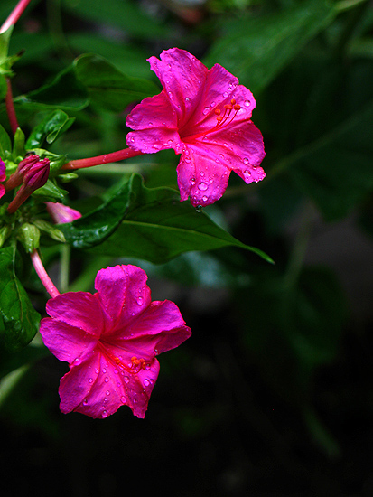 雨后小花1 摄影 乡间流浪者