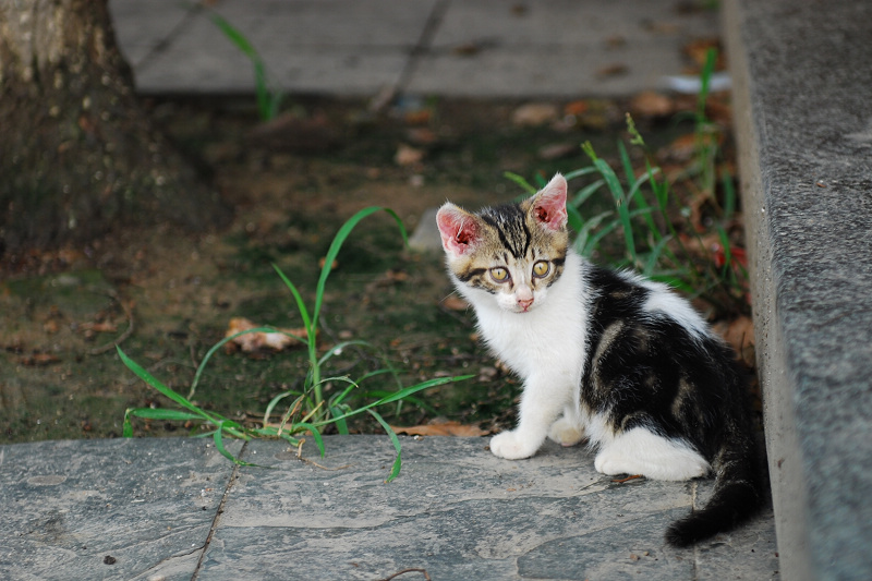 一只小猫 摄影 猫咪熊