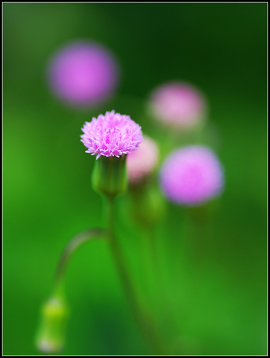 小花 摄影 静听松风