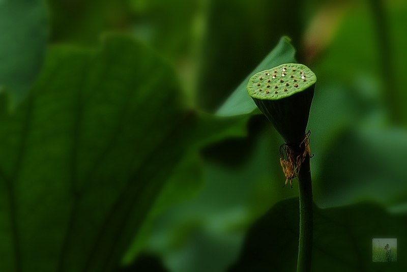 莲生贵子 摄影 随风飘浮