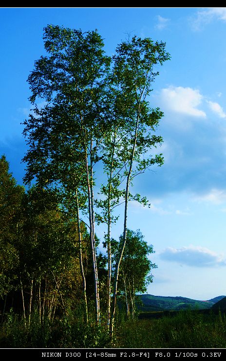 挺挺白桦,悠悠碧空 摄影 紫竹轩主