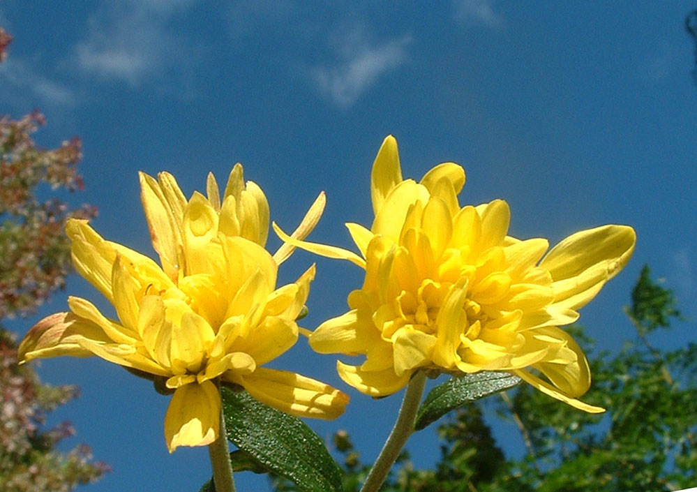 flower 摄影 Changsong