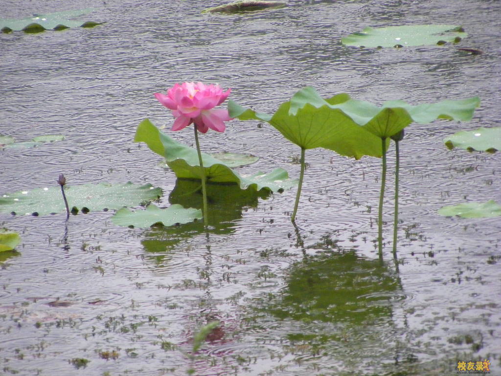 雨中豪杰 摄影 紫禁人