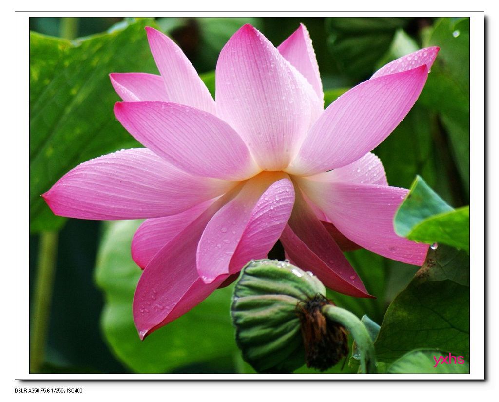 雨后荷花 摄影 yanxiaohua