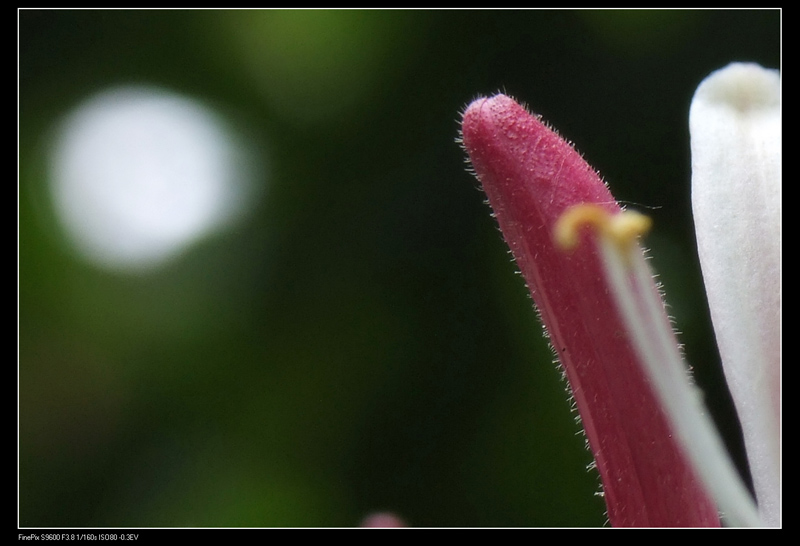 芽 摄影 zthping