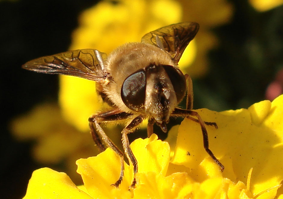 蜜蜂 摄影 charmpp