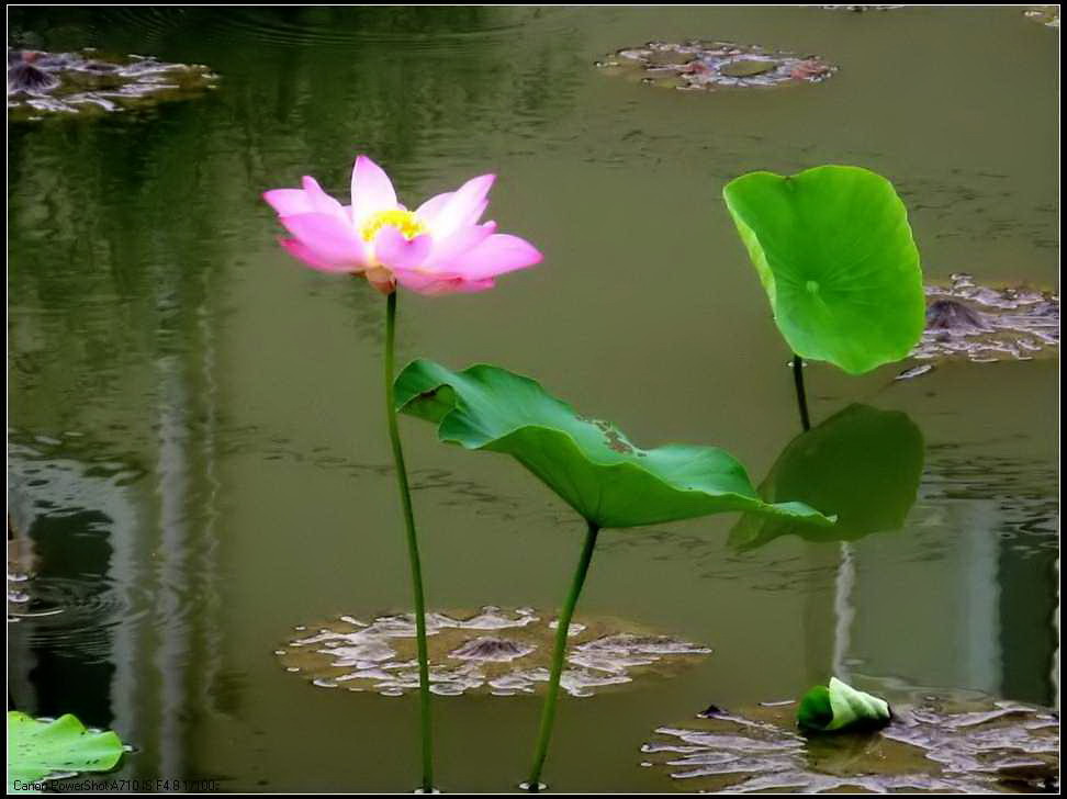 出水芙蓉 摄影 华绿