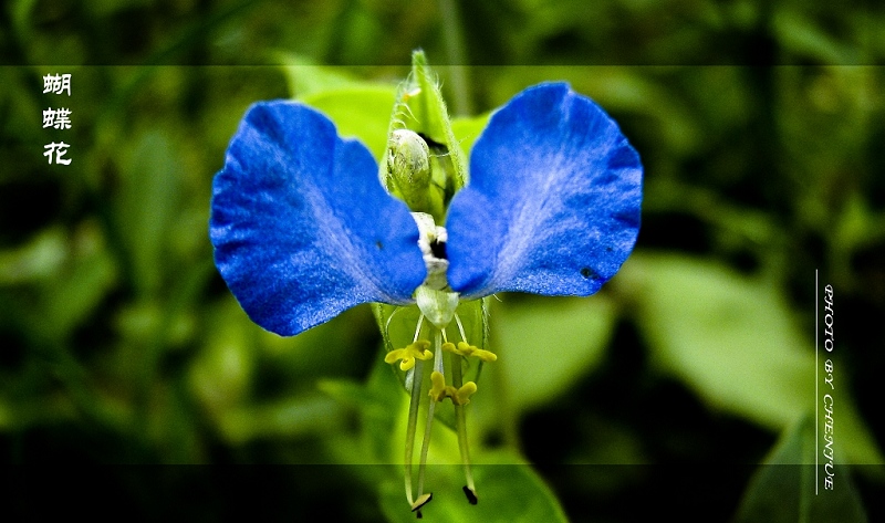 蝴蝶花 摄影 边拍边学