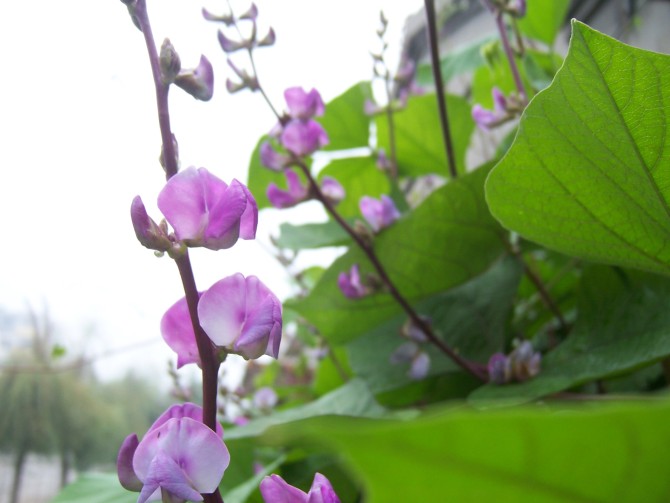 豆花 摄影 云中散步