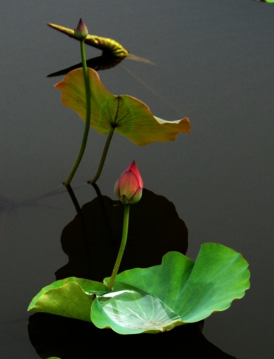 水上芭蕾 摄影 永远顺风