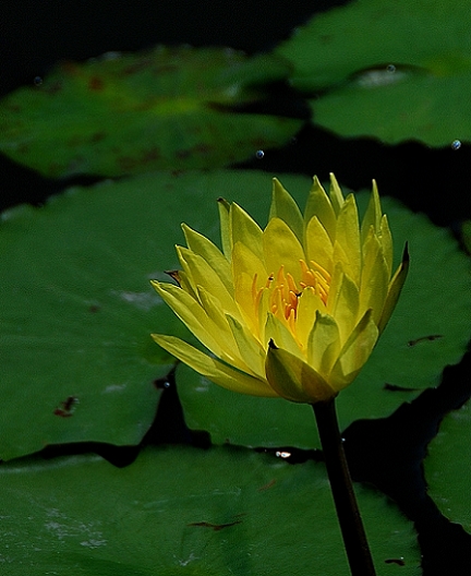 莲花 摄影 一路无为