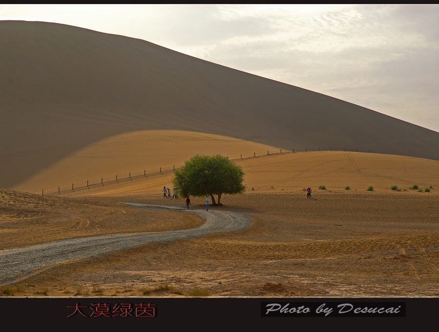 大漠绿荫 摄影 德肃彩