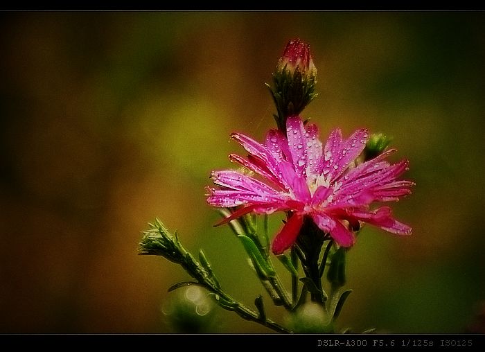 小花 摄影 覆水难收