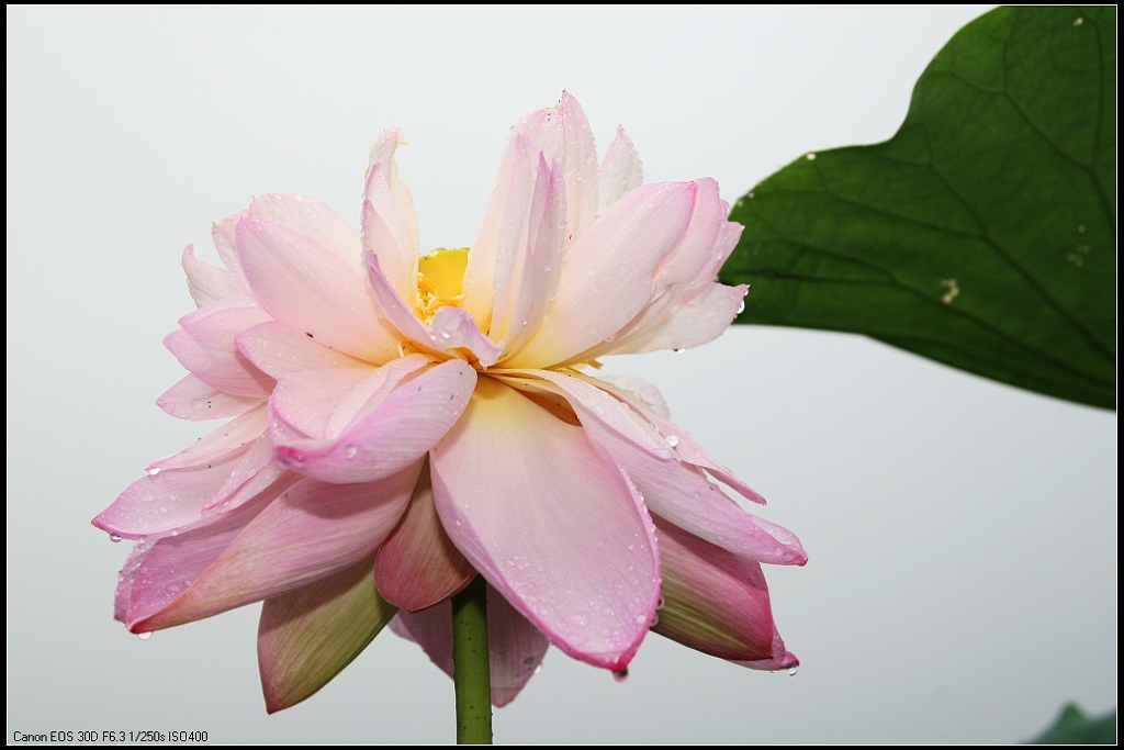 雨打荷花 摄影 龙凤呈祥