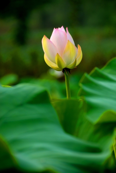 荷韵 摄影 朝花夕摄