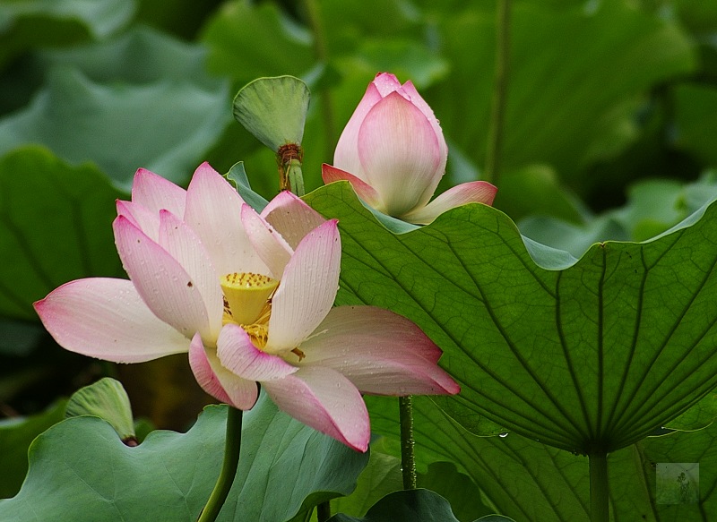 恋爱季节 摄影 随风飘浮