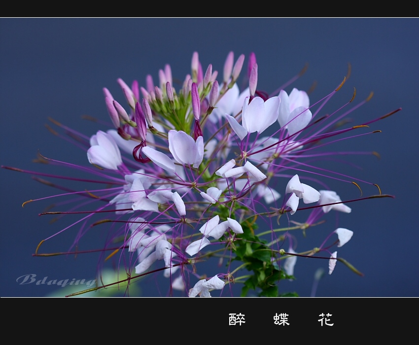 醉蝶花 摄影 Bdaqing