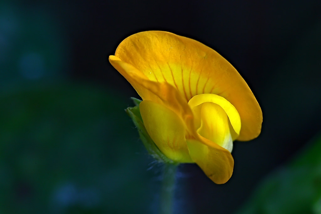 花生花 摄影 田野行者