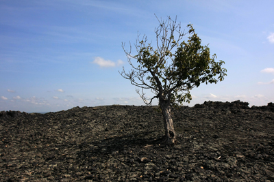 火山岩上小胡杨 摄影 沙洲