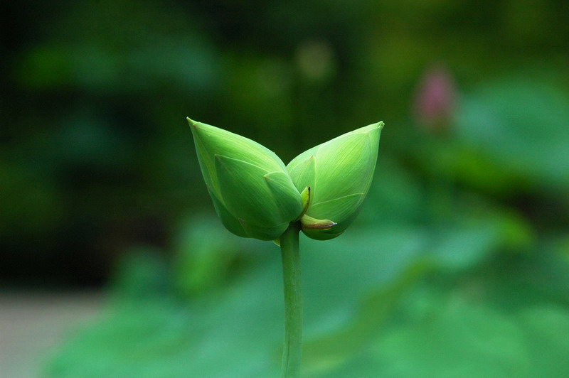 并蒂莲 摄影 金边