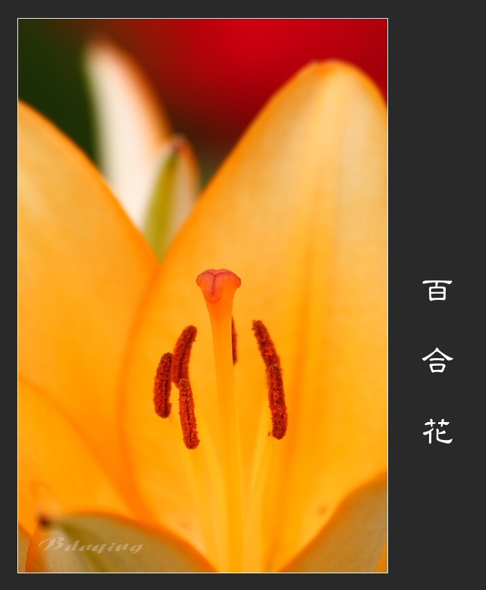 百合花<2> 摄影 Bdaqing