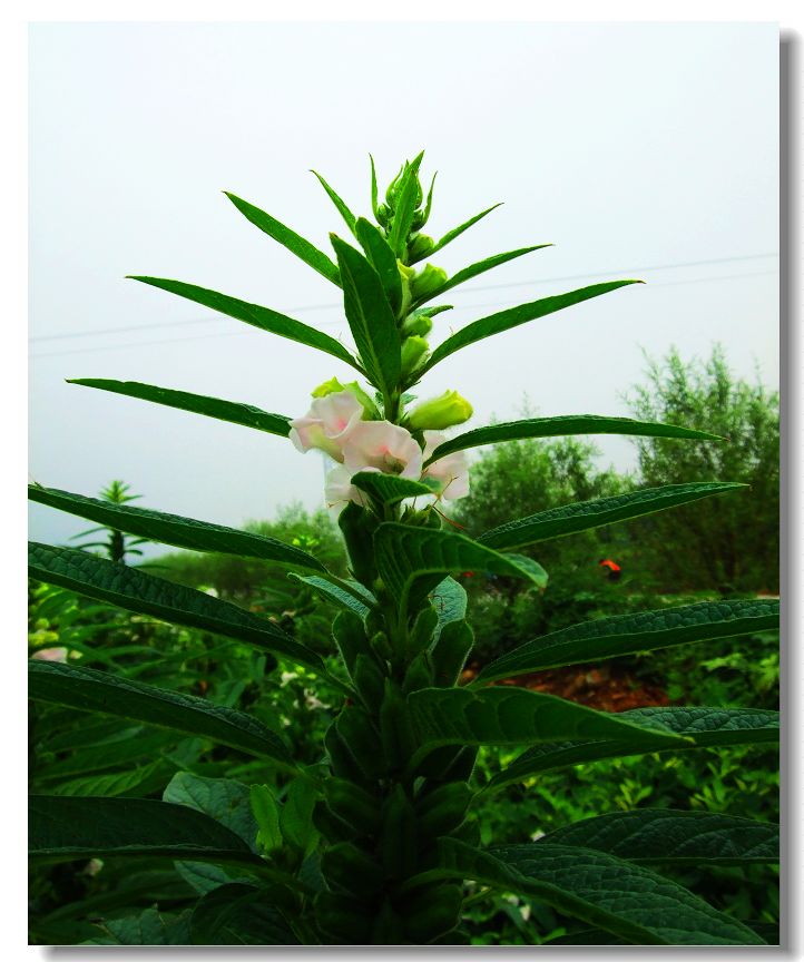 芝麻开花节节高 摄影 雅贞08