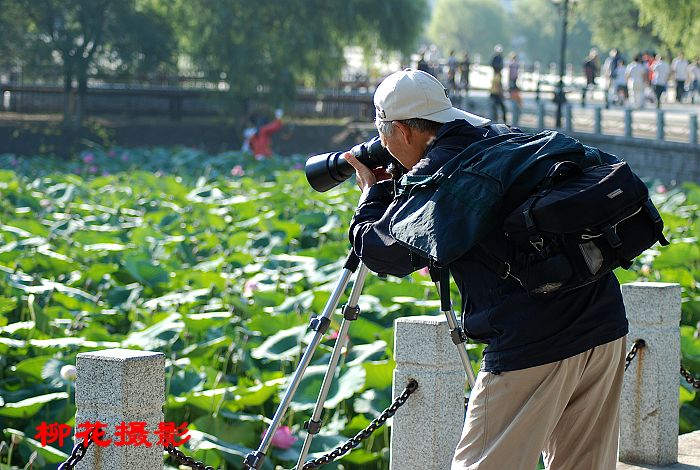 构图 摄影 柳花