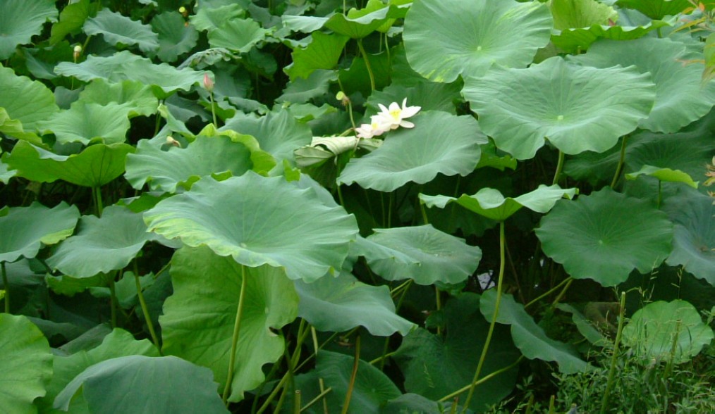 好花不常开1 摄影 lojda