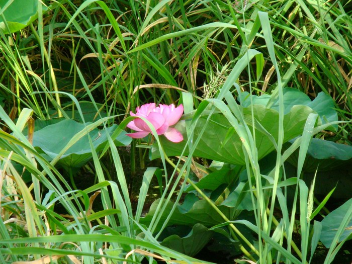 我在这······ 摄影 夏雨轩079