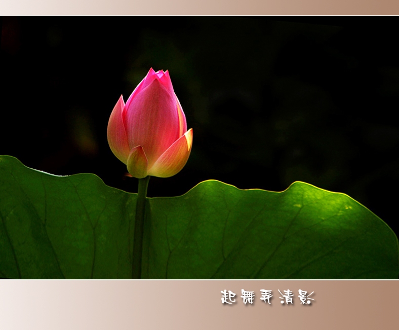 起舞弄清影 摄影 文竹细雨