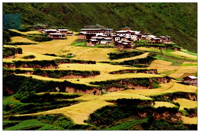 金山的甘南 摄影 金山