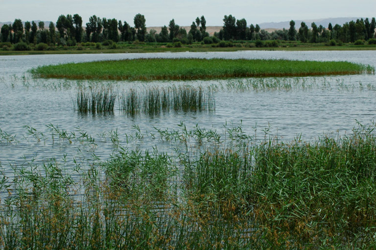 黑河湿地 摄影 weixianghua