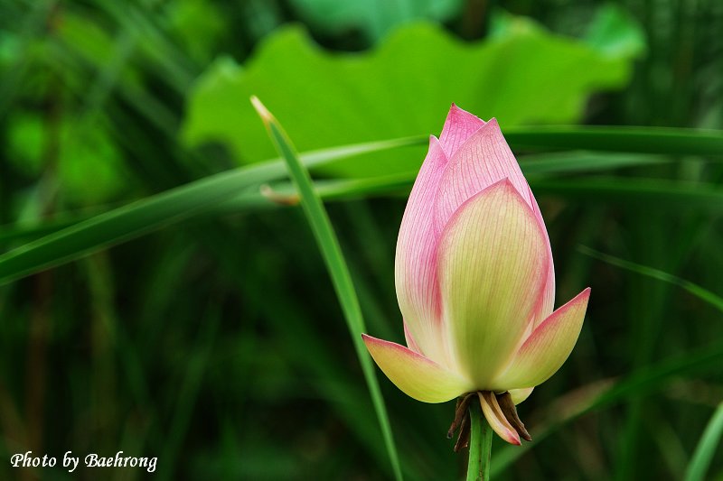 荷花 50 摄影 baehrong