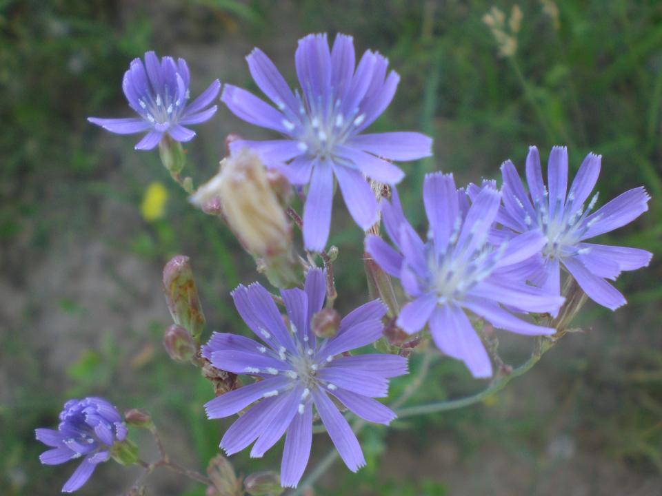 山花 摄影 快乐笨笨