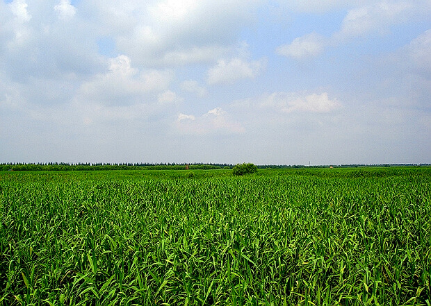 湿地风光 摄影 简爱2008