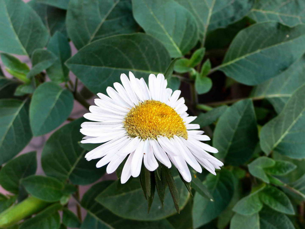 小白花 摄影 哈哈老顽童