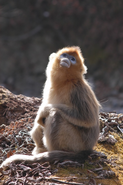 南山金丝猴 摄影 大山d