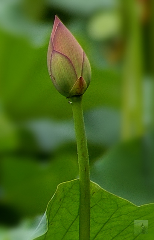 独苗 摄影 随风飘浮