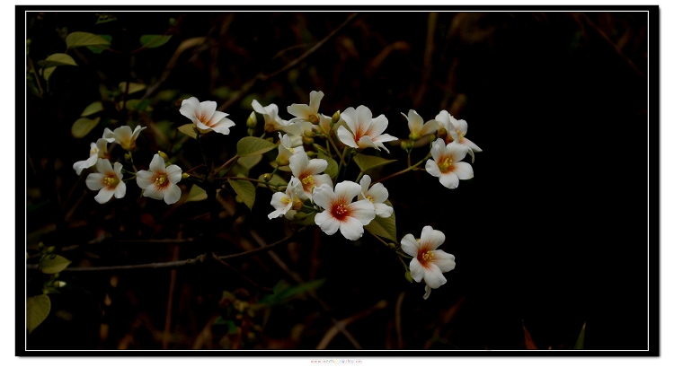 桐子花 摄影 keji