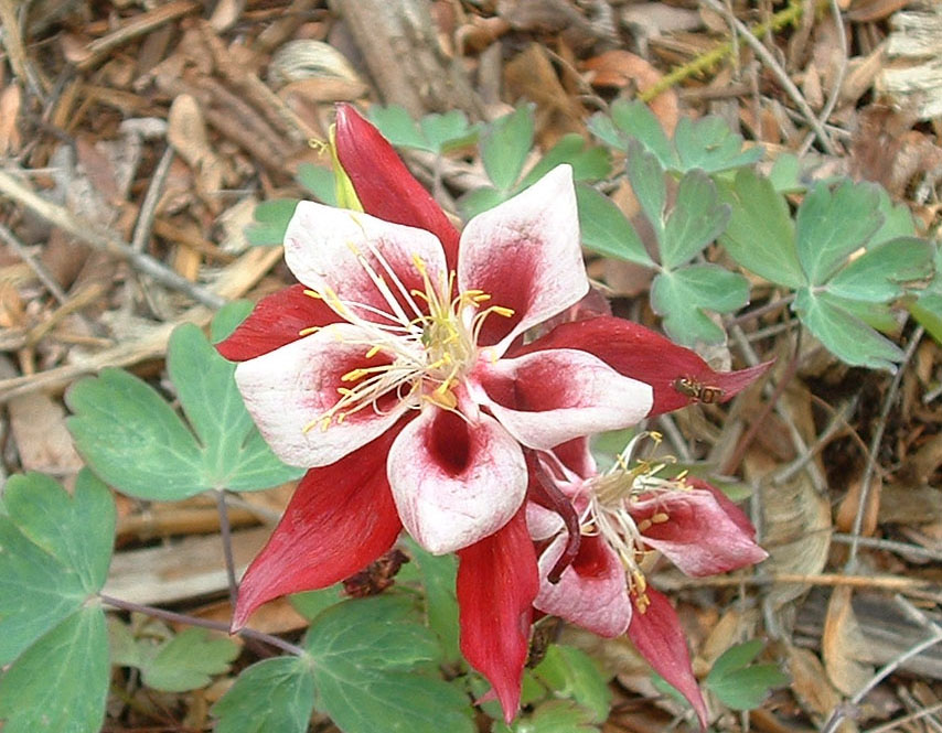 鲜艳 摄影 Changsong