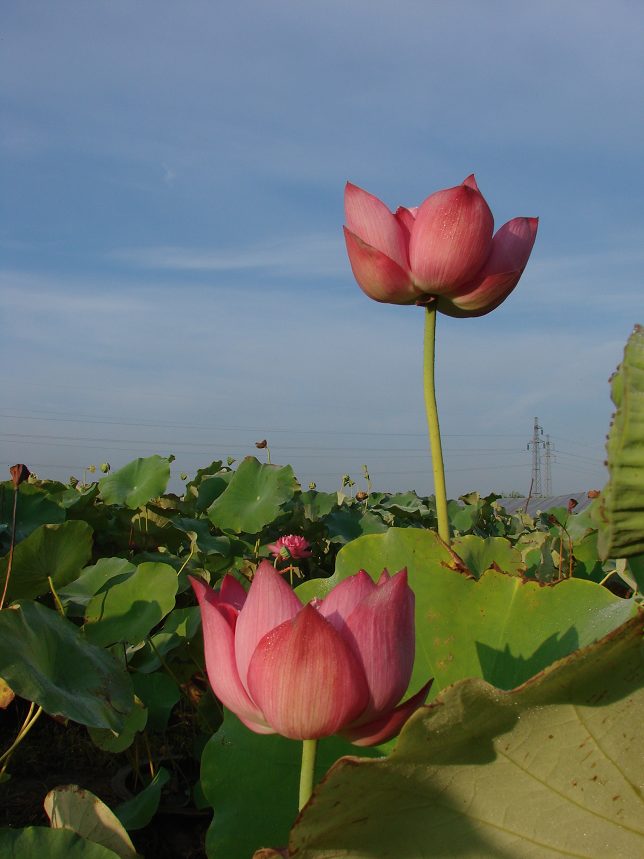 荷花19 摄影 平安