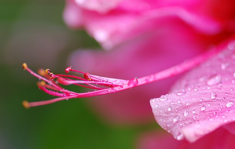 花蕊含露 摄影 runyee