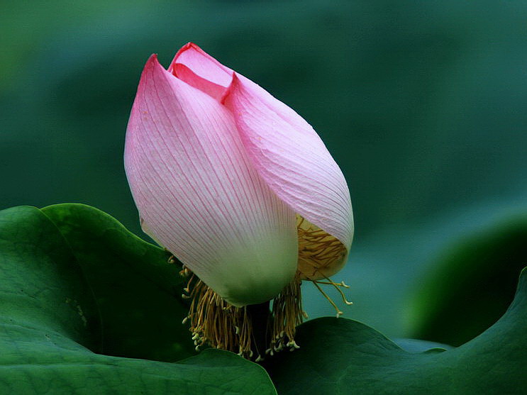 孤芳自怜 摄影 山谷