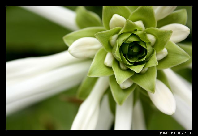 叶？花？ 摄影 毛驴太子