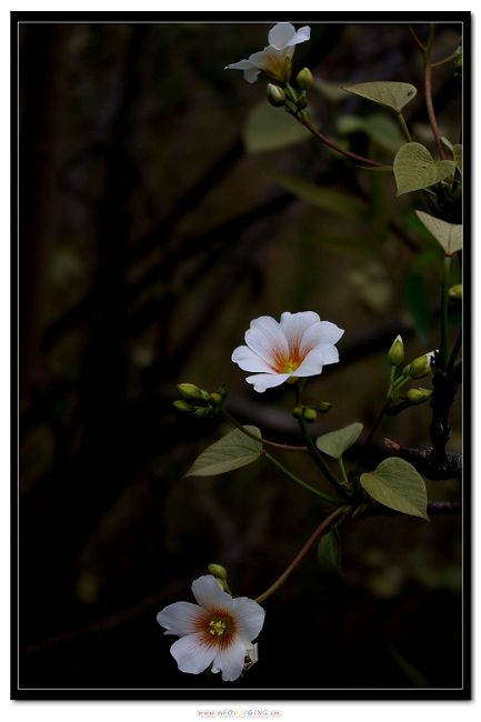 桐子花 摄影 keji