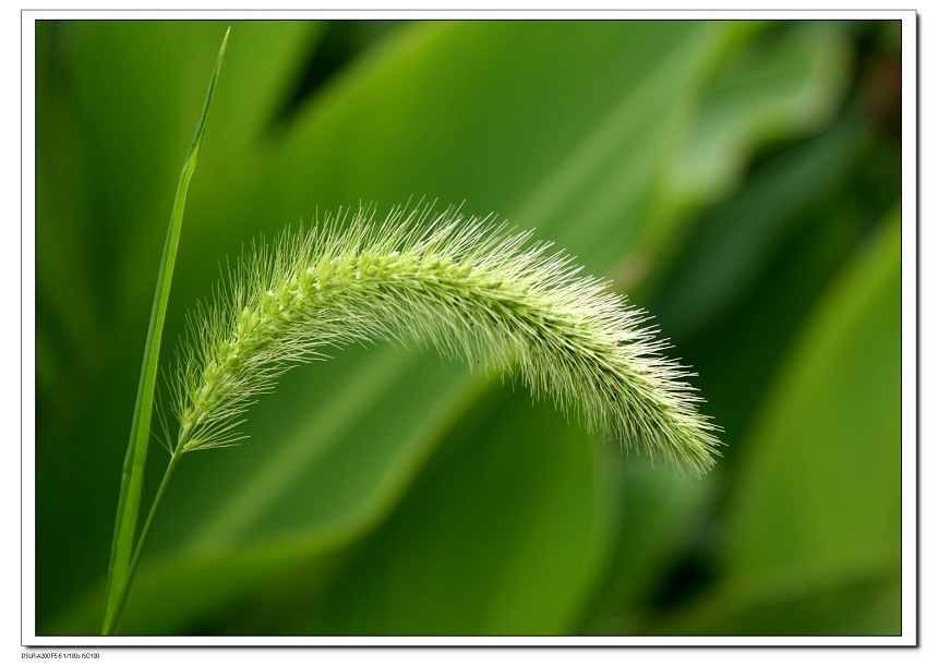 狗尾巴草 摄影 baihuashe